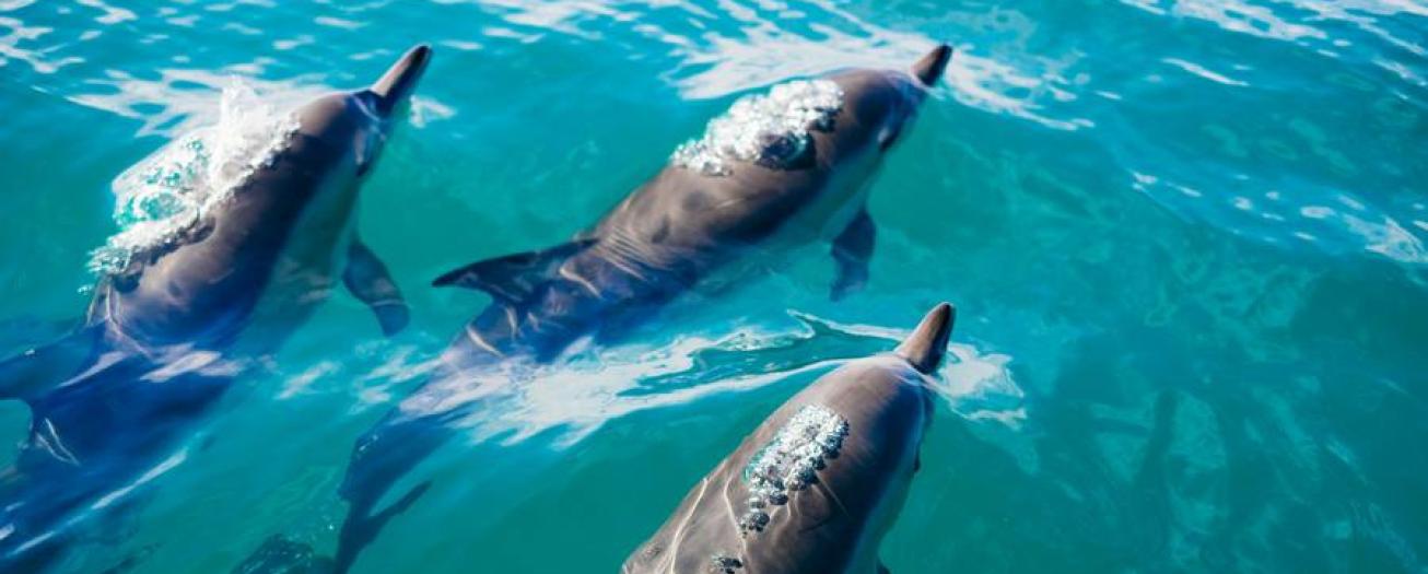 El 23 de julio se celebra a nivel mundial el Día dedicado a las Ballenas y los Delfines