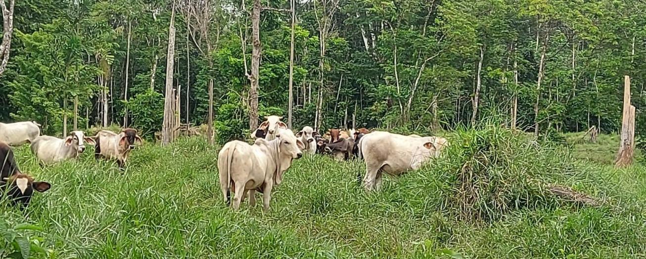 Actividad ganadera repuntó en producción y exportaciones