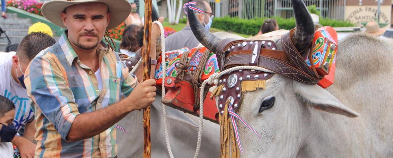 Sarchí celebra el 16 aniversario de la “tradición del Boyeo y la Carreta en Costa Rica" 