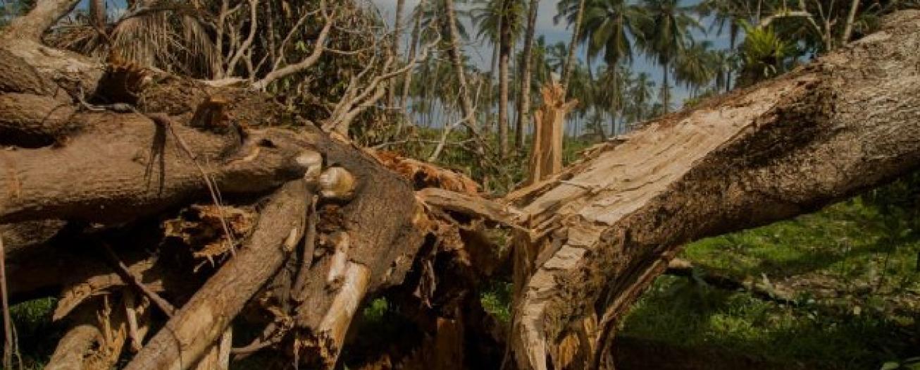 Campesinos pueden  aprovechar árboles caídos