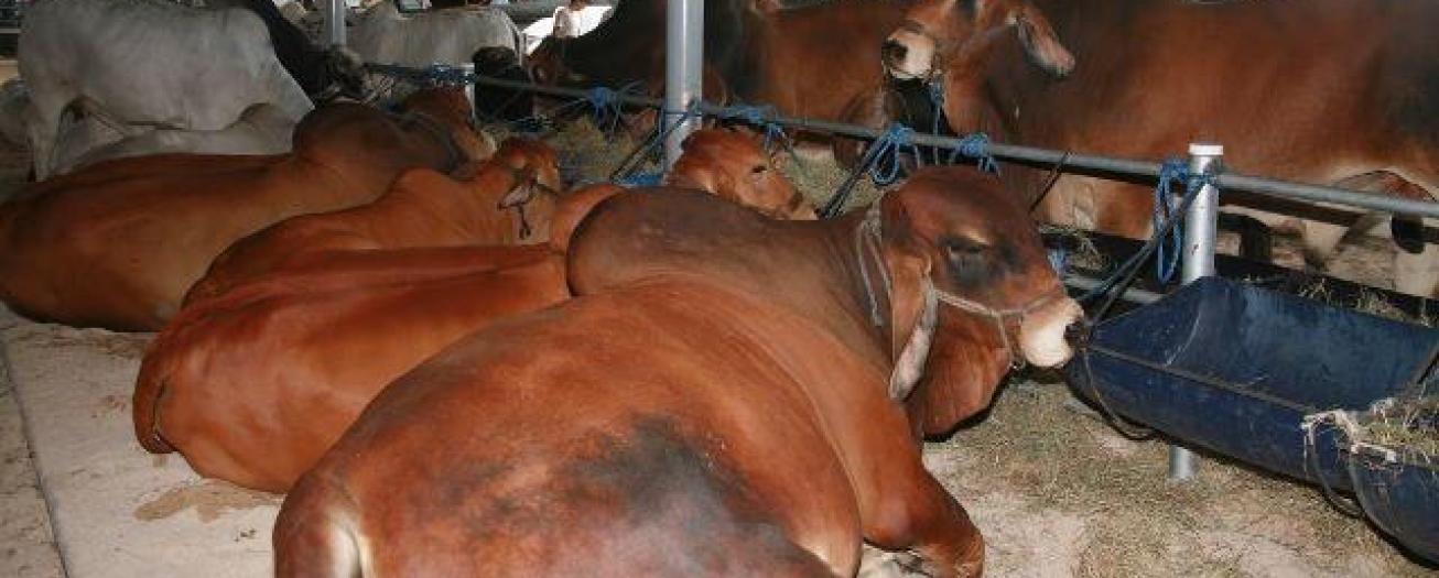 Importación de Carne Bovina Centroamericana sigue a la baja