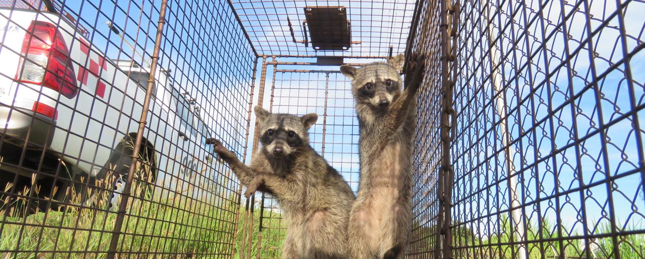 Aeropuerto Juan Santamaría redobla esfuerzos de control de fauna 
