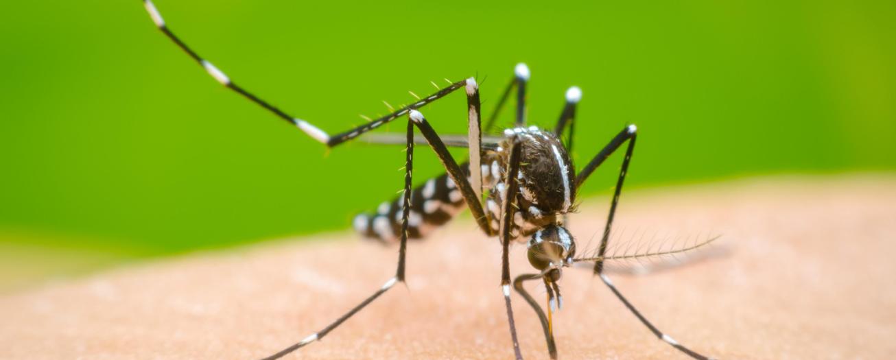 Salud confirma circulación autóctona simultanea de los cuatro serotipos de dengue en el país