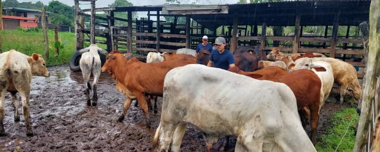 Cierre del 2023 con leve caída de precios en el ganado 