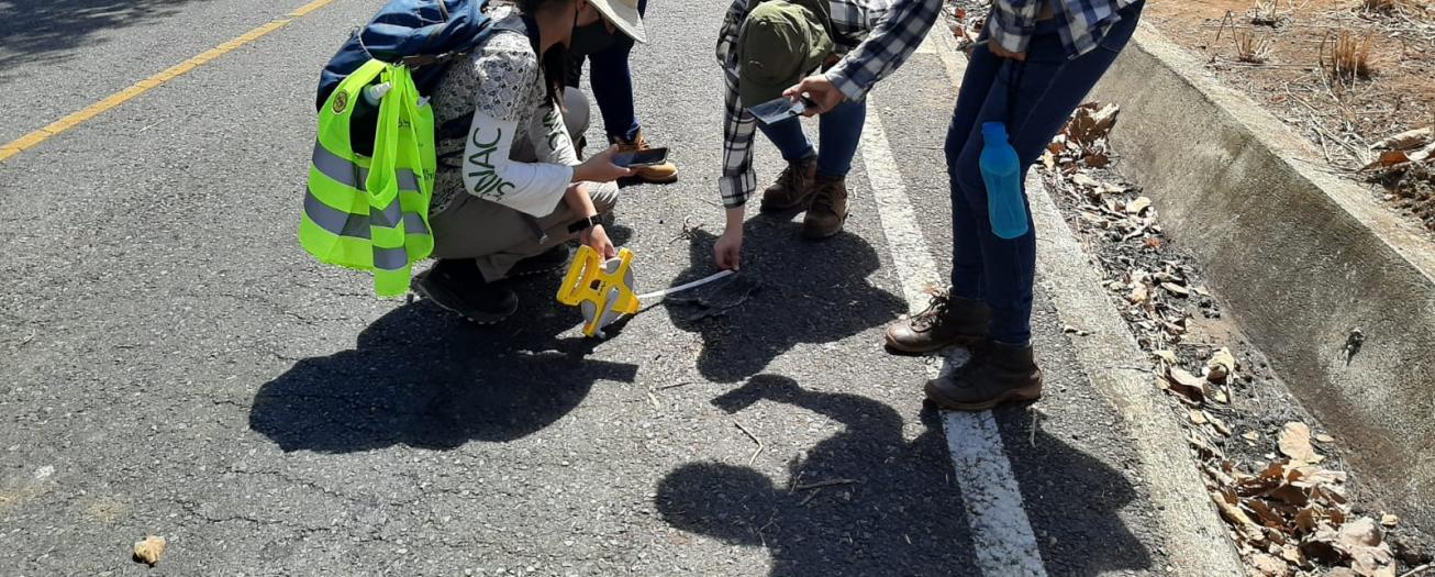 Sede de Atenas de la UTN presenta resultados preliminares de proyecto sobre atropellamiento de fauna