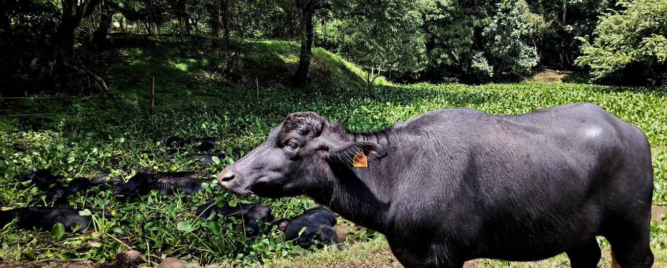 Crece el hato de búfalos y el consumo de sus productos