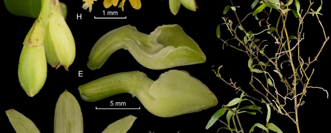 Descubren 20 nuevas especies de orquídeas  en áreas silvestres protegidas del país