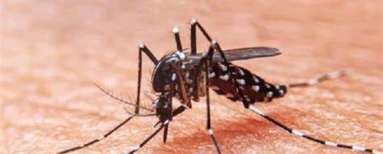 País se encamina a cerrar el 2024 con el mayor número de casos de dengue