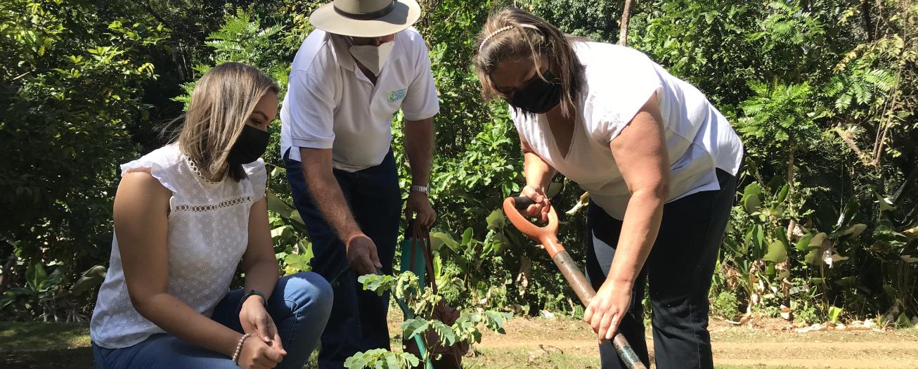Memorial a personas que fallecieron por COVID 19 ya superó el 50% de la meta de siembra de árboles en el mundo