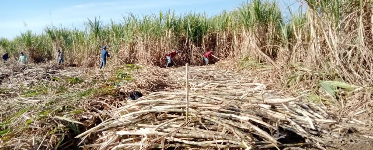 CoopeVictoria da bienvenida a la zafra 2022