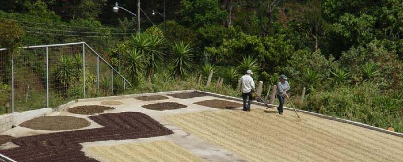 Fincas agropecuarias de Naranjo obtienen Bandera Azul