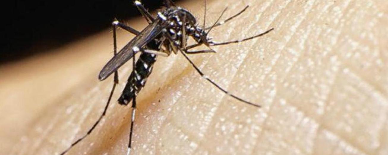 Casos de dengue con leve tendencia al aumento