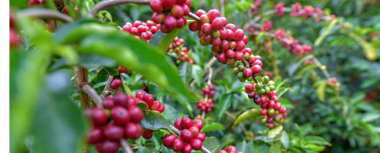 Cosecha de café 21-22 de Costa Rica  sube $40.45 por quintal en precio FOB