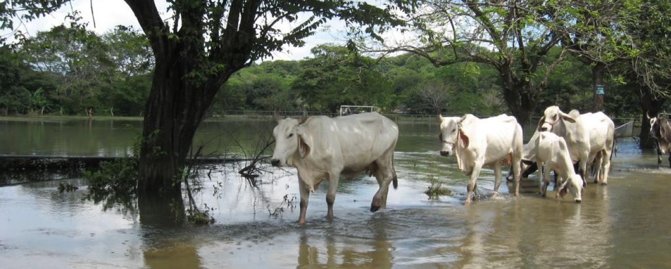 SENASA emite recomendaciones para manejo de animales de producción y de compañía