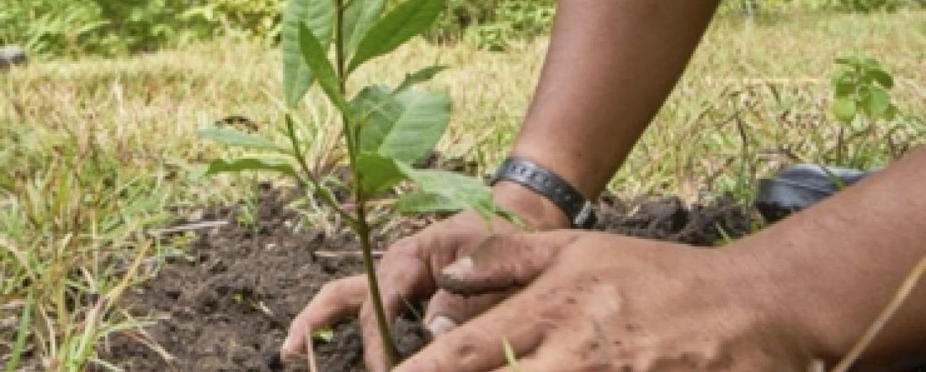 Movimiento global creará un memorial por las vidas perdidas por el COVID 19