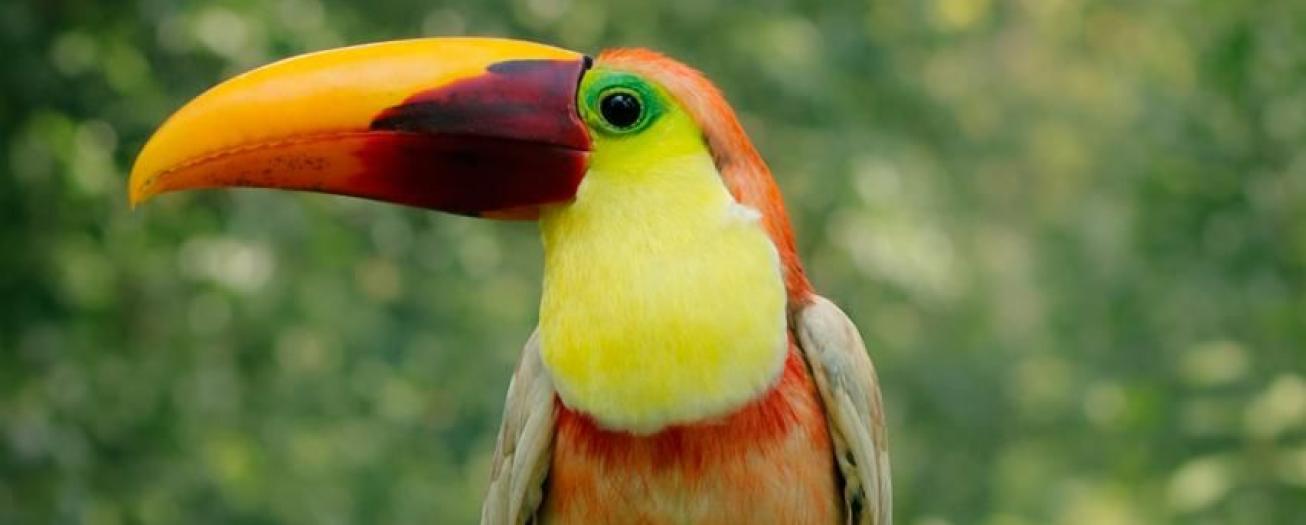 Leucismo en Aves Costa Rica