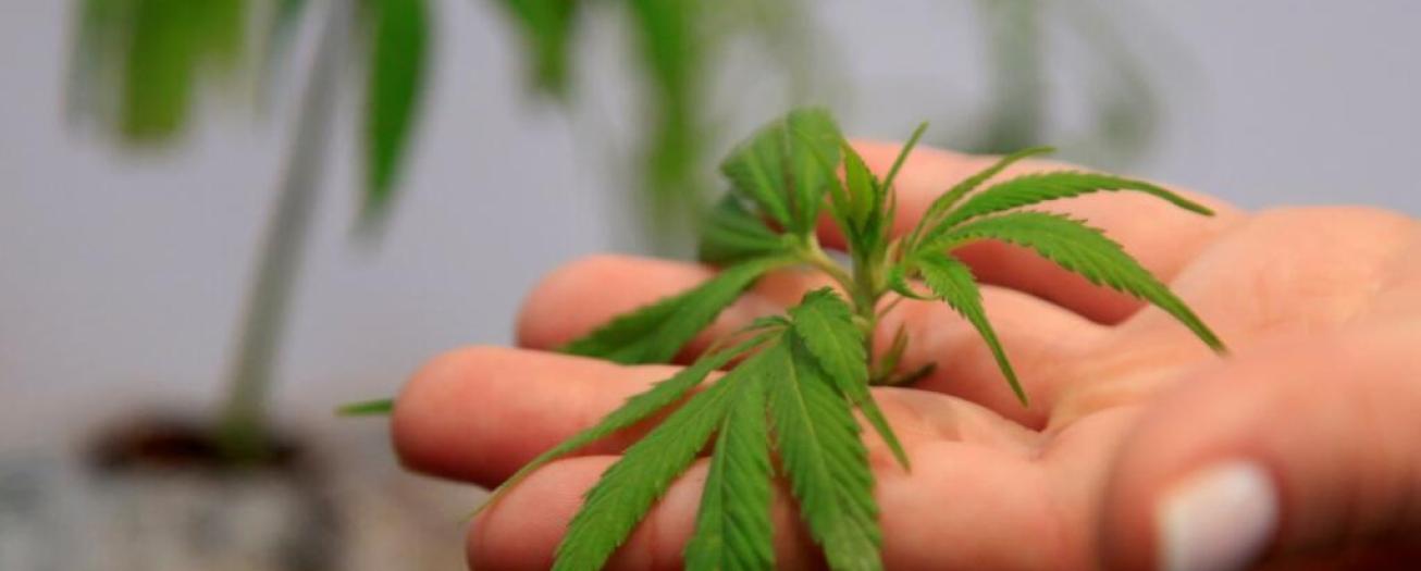 Consumo de cannabis en Costa Rica creció 2,2%  en siete años, pese a prohibición