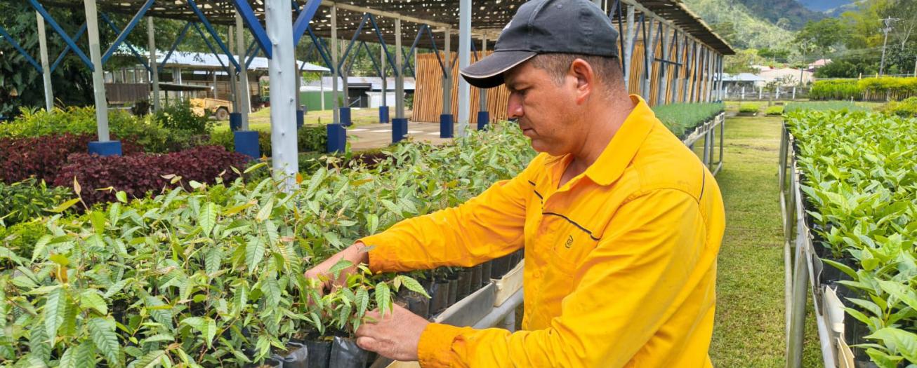ICE ha sembrado 25 millones de árboles