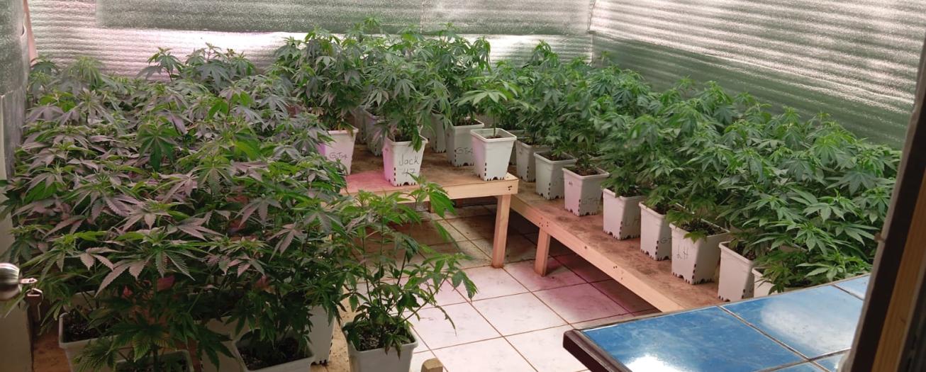 Allanamiento permite ubicar laboratorio de marihuana hidropónica*