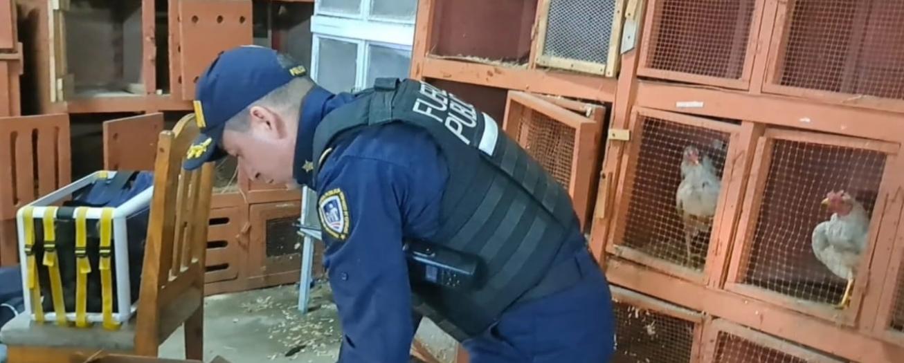 Intervienen gallera clandestina en Ciruelas de Alajuela 