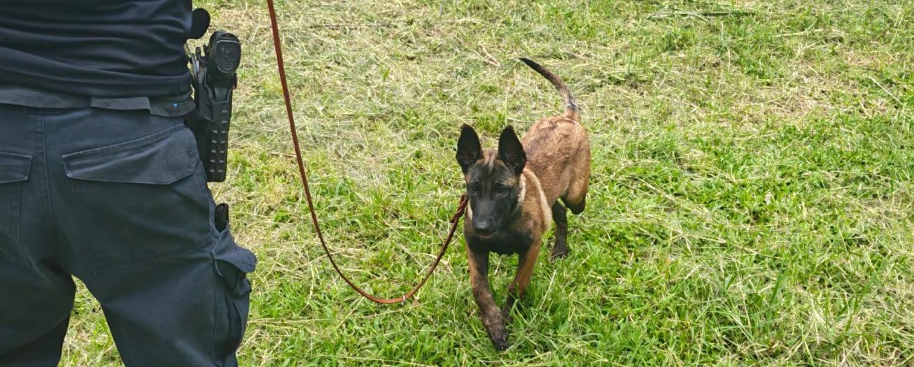 Unidad Canina adiestra a cuatro cachorros que se integrarán a la Fuerza Pública 