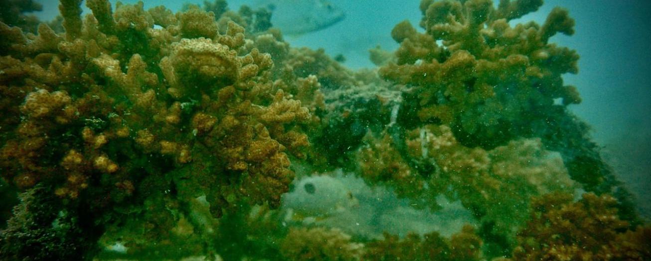 Fenómeno de El Niño ya provoca blanqueamiento en corales costarricenses y amenaza su supervivencia, advierte UNED
