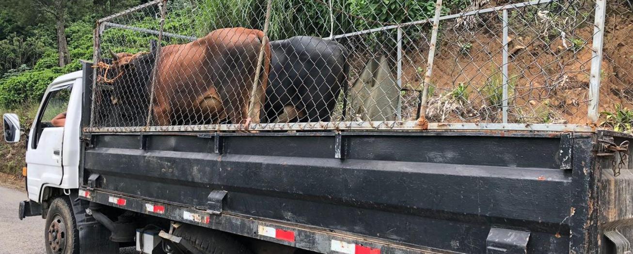 Fuerza Pública de Sarchí detiene a cuatro personas por robo de ganado en Toro Amarillo 