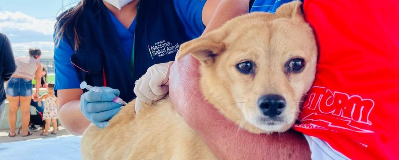 Un cantón más saludable es el objetivo de la nueva Ley sobre Servicio Municipal de Atención de Animales de Compañía 